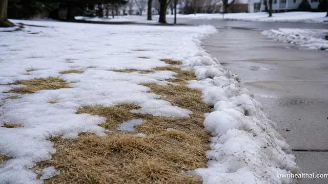 A dormant straw-coloured lawn in late winter with patchy melting snow, a paved path along one edge and bare trees behind