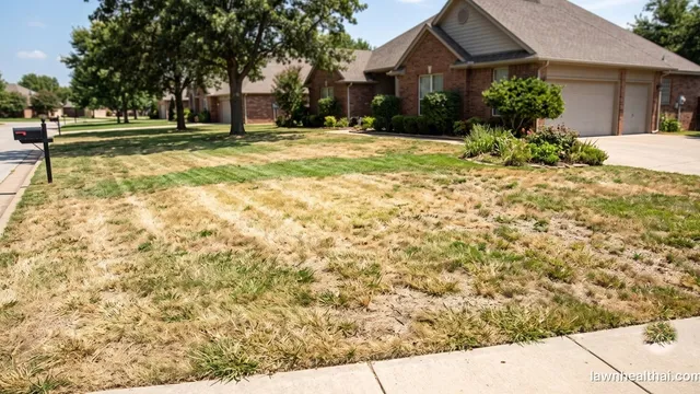 A lawn fading from healthy green on one side to pale yellow-green on the other, with no defined patch edge